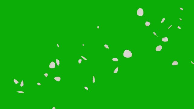 flying white rose flower petals isolated green screen background