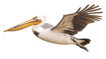 Dalmatian pelican flying with wide open wings on transparent background