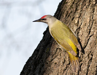 Grey-headed woodpecker, Picus canus. A male bird sits on the trunk of a tree