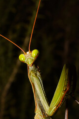 Head of European Praying Mantis (Mantis religiosa) in natural habitat, Portugal