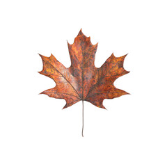 Obraz premium Single Dried Maple Leaf on Transparent background