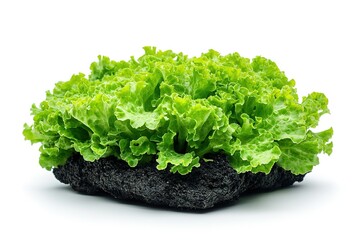 Fresh Green Lettuce Growing on Dark Soil, Isolated White Background, Healthy Food