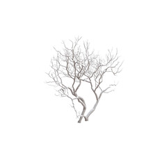 Isolated White Winter Tree, Bare Branches, Minimalist Nature