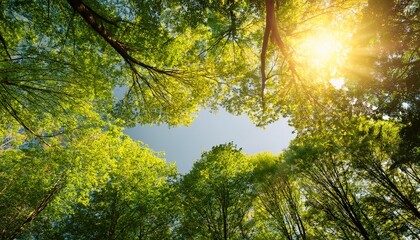 Obraz premium green treetops in warm sunlight