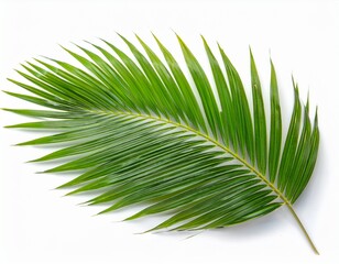 Obraz premium Single vibrant green palm frond against a clean white backdrop. Lush, tropical vibes.