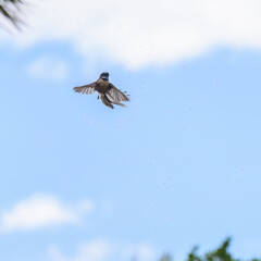 Fantail bird flying and feeding on small insects in the air. Castlepoint. New Zealand.