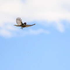 Fantail, also known as pīwakawaka in Māori, flying with wings wide open, catching small insects in the air. Castlepoint. New Zealand.