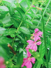 red and green leaves