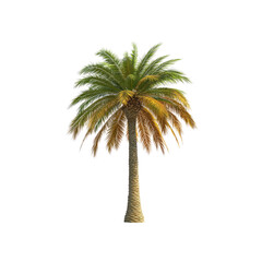 Isolated Single Date Palm Tree on Transparent background