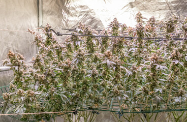 female blossom marijuana SoG Sea of Green net hemp cultivation technique Growing pot indoor bloom...