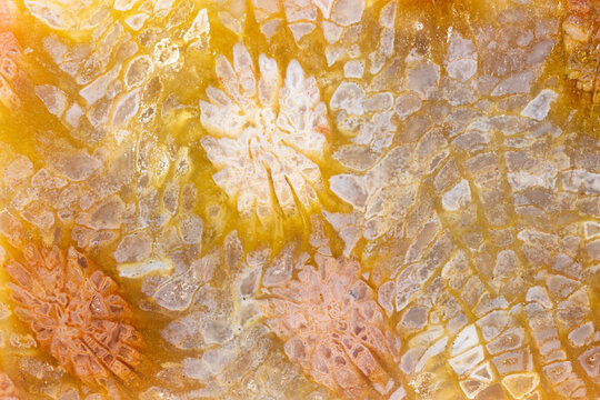 Colorful Coral Fossil Macro  