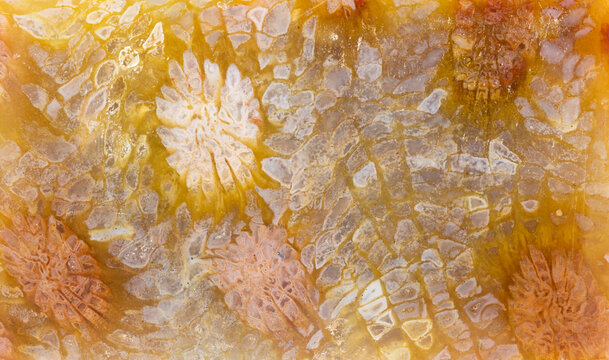 Multicolored Coral Fossil  