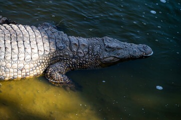 Crocodile swimming calmly in the waters of a Moroccan river during midday sunlight