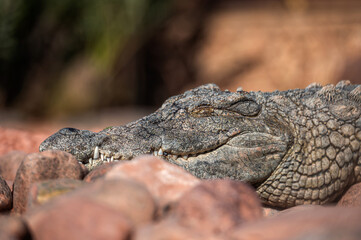 A crocodile relaxes on rocky terrain while basking in the sun's warmth.