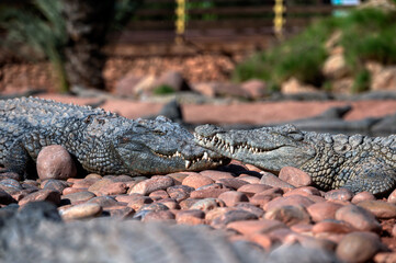 Two crocodiles lie peacefully on smooth pebbles under the sun in Morocco.