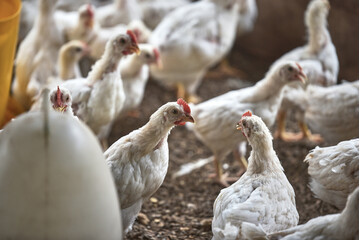 Chicken feeding for growing broiler chickens in the traditional farm