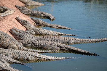 Fototapeta premium Crocodiles basking in the sun by the water's edge in Morocco during midday