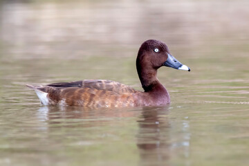 Hardhead (Aythya australis) Swimming in a Calm Lake