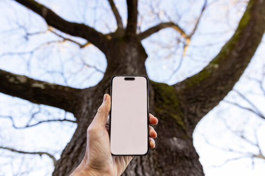  Blank smart phone screen  big  tree 