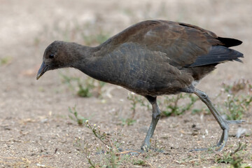 Fototapeta premium Young Dusky Moorhen (Gallinula tenebrosa) Transitioning to Adult Plumage