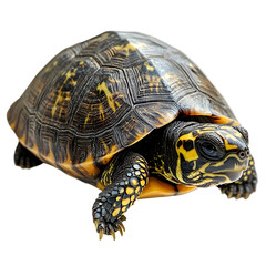 Obraz premium Box turtle with shell, head and body on a white background , Wildlife Photography