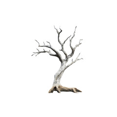 Obraz premium Isolated Image of a Bleached, Dead Tree with Exposed Roots Against a Transparent background