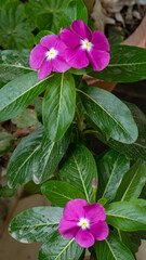 Close up of Vinca or Sada Bahar or Nayantora flowers in vertical frame commonly known as bright...