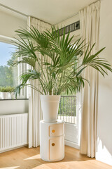 A stylish indoor setting featuring a lush potted palm plant next to large windows, complemented by elegant curtains and contemporary furniture.