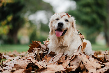English cream golden retriever with leaf crown