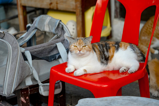 Grumpy cat looking at the camera