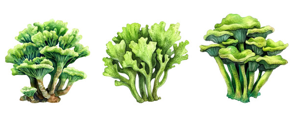 Watercolor set of green sea corals. Underwater green corals and algae watercolor. Underwater plants concept. Ocean, sea and river plants. Vector illustration.