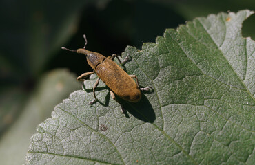 Beetle weevil Rhynchophorus ferrugineus at spring in the green field