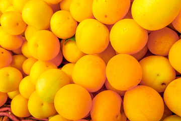 Mirabelle plums (Prunus domestica subsp. syriaca) in a basket.