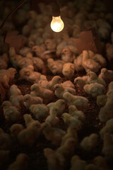 Group of small chickens basking, headlamp