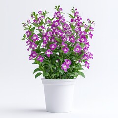 Naklejka premium Vibrant purple angelonia flowering plant in white ceramic pot against clean background