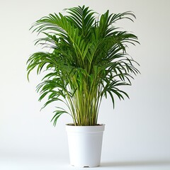 Vibrant green potted palm plant against minimalist white background