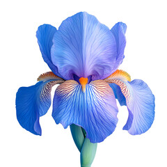 Vibrant blue iris flower with intricate petals , Botanical beauty , Isolated on transparent background