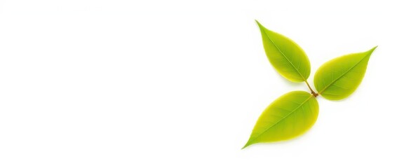 Obraz premium Single leaf, isolated on pure white background, botany, item