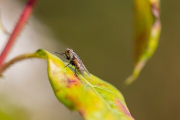Une mouche se frotte les pattes