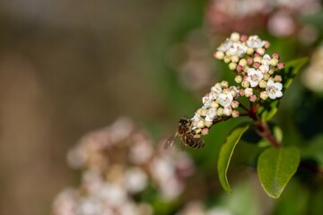Une abeilles sportive