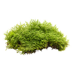 A Vibrant Patch Of Bright Green Moss, Showcasing Its Lush Texture And Natural Beauty Against A Clean Isolated on Transparent Background