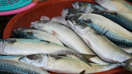 어시장에서 판매 중인 고등어