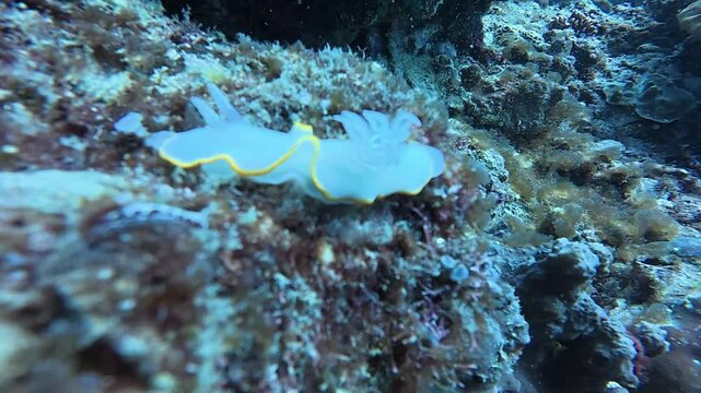 White nudibranch sea slug spotlight entangled mating relaxing coral reef rocks black background underwater.