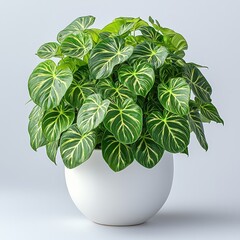 Elegant indoor plant with lush green leaves in a minimal white pot