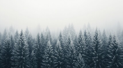 Misty winter forest with frosted evergreen trees in tranquil landscape