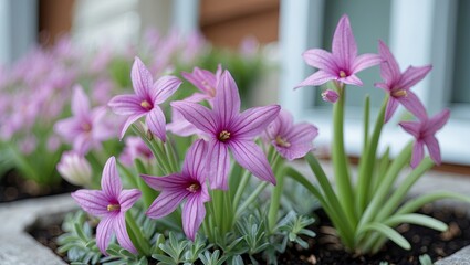 Purple flowers with delicate star shapes bloom prominently in a garden bed, set against soft green foliage and a blurred wooden background.