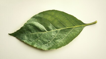 Obraz premium Close-up of a green leaf with detailed veins and texture on light background