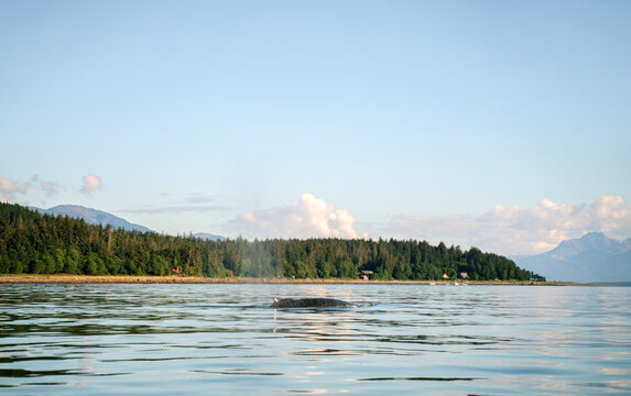 Whale Surfacing in Juneau 