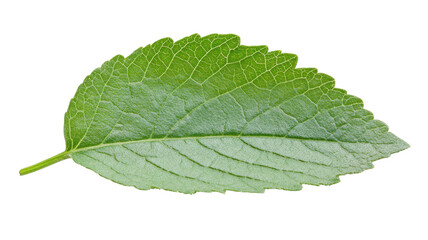 Fototapeta premium Vivid green leaf showcasing intricate veiny patterns in natural light