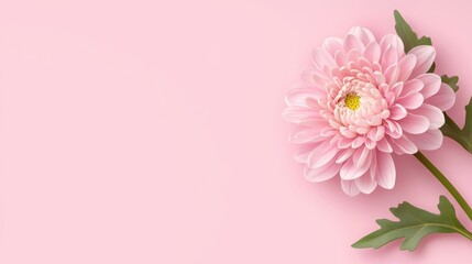 Fototapeta premium A delicate pink flower with layered petals, set against a soft pink background, exuding elegance and beauty.